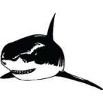 Shark Sticker 225