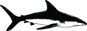Shark Sticker 204