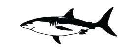 Shark Sticker 189