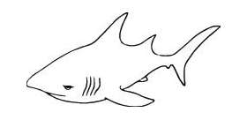 Shark Sticker 35