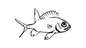Fish Sticker 655