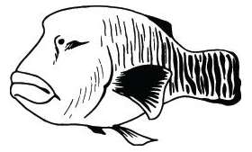Fish Sticker 351