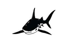 Shark Sticker 144