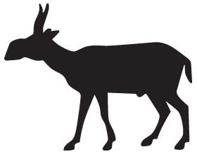 Antelope Sticker 2