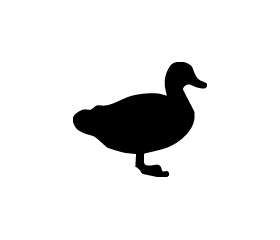 Duck Sticker 81
