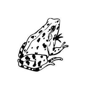 Frog Sticker 51