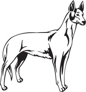Ibizan Hound Dog Sticker