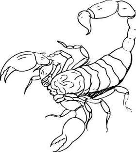 Scorpion Sticker 52