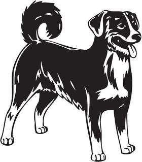 Appenzeller Sennenhund Dog Sticker