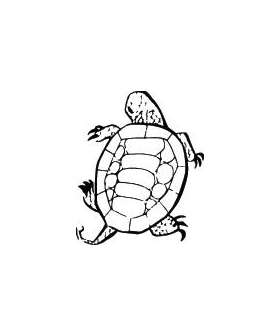 Turtle Sticker 23