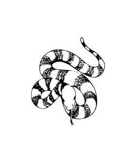 Snake Sticker 41