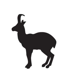 Antelope Sticker
