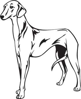 Azawakh Dog Sticker