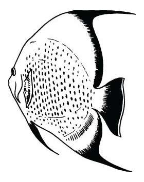 Fish Sticker 309