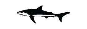 Shark Sticker 229